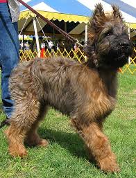 Pin By Rene Loizou On It S A Dog S World Briard Dog Herding Dogs Breeds Briard Puppies