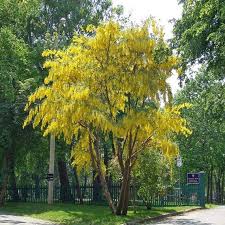 Image result for Laburnum