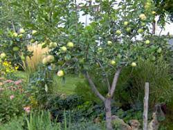 Maybe you would like to learn more about one of these? Edible Landscaping Planning A Small Home Orchard Garden Org