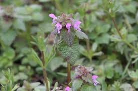 Image result for Platostoma montanum