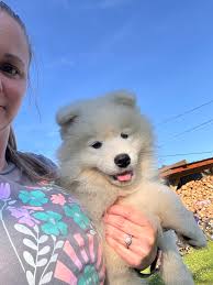 Nous avons 3 jolies petit ours disponible à l'adoption