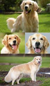 golden retriver opisanie porody uhod i soderzhanie retriver sobaki porody sobak