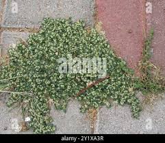 Image result for Guilleminea densa