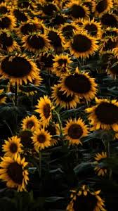 Multiple sizes available for all screen sizes. Tumblr Sunflowers Quotes Dogtrainingobedienceschool Com