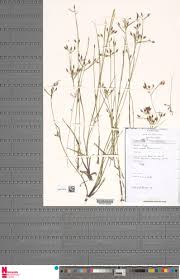 Image result for Rhynchospora eximia