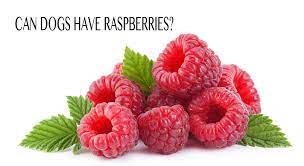 Can Dogs Have Raspberries People Have Been Eating Wild Raspberries For Thousands Of Years So Is It Okay For Dogs To Have Raspb Raspberry Fruit Raspberry Fruit