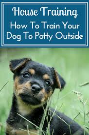 Pin On Pets And Unique Animals