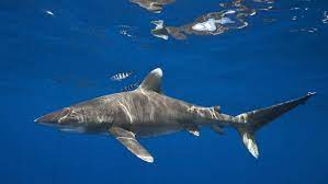 The oceanic whitetip reef shark reaches a maximum length of 4 metres, and can weigh as much as 170 kg (370 pounds). Key U S Pacific Fishery Council Takes Vital Step To Protect Oceanic Whitetip Sharks The Pew Charitable Trusts