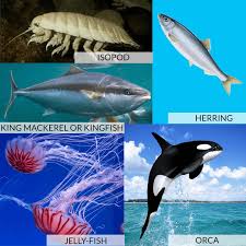 50 Sea Animals