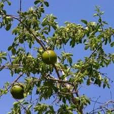 Image result for Strychnos henningsii