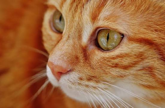 How To Safely Care For Your Cat's Eyes - Eye Envy