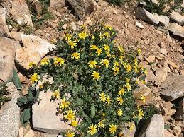 Image result for Senecio mariettae
