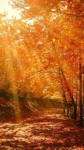 Nature Wallpapers Samsung Galaxy Mini S3 S5 Neo Alpha Sony Xperia Compact Z1 Z2 Z3 Asus Zenfone Desktop Backgrounds Hd Pictures And Images Nature wallpapers, 1440x3088 hd backgrounds.