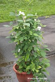 Image result for Psophocarpus grandiflorus