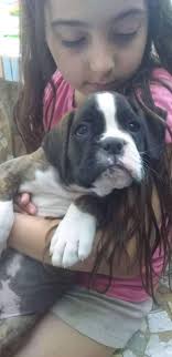 Perfil de Mossin Nagant Boxers