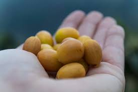 (f) means that a noun is feminine. What Is A Coffee Bean The Anatomy Of The Coffee Cherry Perfect Daily Grind