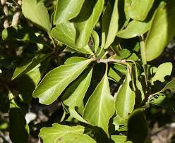 Image result for Scolopia