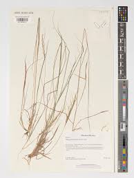 Image result for Elionurus tripsacoides