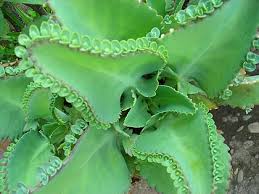 Image result for Kalanchoe velutina