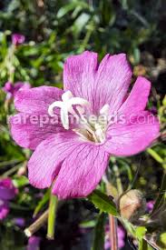 Image result for Epilobium hirsutum