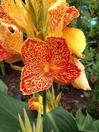 Maui Punch Canna Indica Tropischer Garten Canna Lily Pflanzen