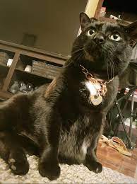 Buy cat collar gold on ebay. When Your Boyfriend Buys Your Cat A Rose Gold Chain As A Collar Aww