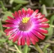Image result for Delosperma tradescantioides
