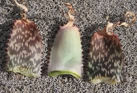 Image result for Aloe carnea