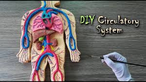 Check spelling or type a new query. How To Make Digestive System 3d Model Youtube