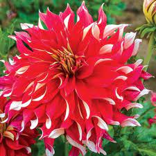 Botanical Name Dahlia Nick Sr Dinner Plate Dahlia Gorgeous Red Blooms With Petals That Ruffle And Turn Showing Off Bulb Flowers Wholesale Flowers Flowers