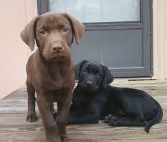 Check spelling or type a new query. Puppies 101 Everything You Need To Know About Your New Puppy Labrador Retriever Puppies Labrador Retriever Dog Lab Puppies