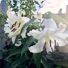 Casablanca Lily At Full Power In Nyc Heat The Smell Is Intoxicating Gardening Garden Diy Home Flowers Roses Nature Landscapin Lily Flowers Full Power