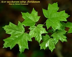 The newly emerging leaves and red flowers and fruits signal that spring has come. 5 Common Types Of Maple Trees In Florida Progardentips