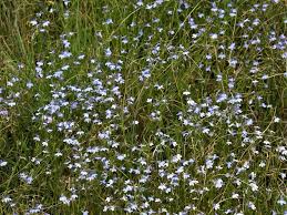 Image result for Lobelia anceps