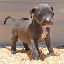 Find the perfect american bully puppy for sale in texas, tx at puppyfind.com. Bully Pitbull Puppies For Sale Near Me Pet S Gallery