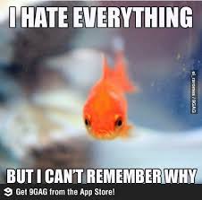 Grumpy Fish Hates All The Things Funny Fishing Memes Animal Captions Fishing Memes