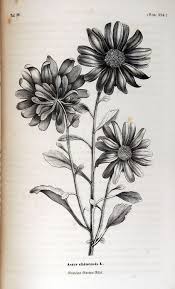 Wallace Gardens Aster Flower Tattoos Birth Flower Tattoos Aster Tattoo