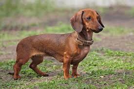 If you are unable to find your dachshund puppy in our puppy for sale or dog for sale sections, please consider looking thru thousands of dachshund dogs for adoption. Dachshund Dog Breed Information