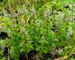 Image result for Mentha aquatica