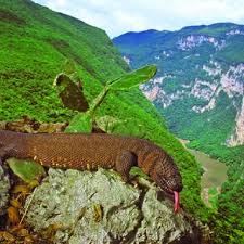 We did not find results for: Adult Chiapan Beaded Lizard Heloderma Horridum Alvarezi From Sumidero Download Scientific Diagram