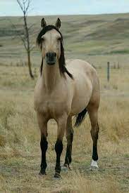 Marigold is a 14.2 hand absolutely stunning buckskin mare. Pin By Dega Bennett On Hoofshu Horses Pretty Horses Buckskin Horse
