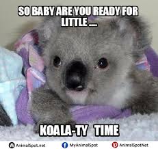 Koala Memes
