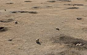 Check spelling or type a new query. Prairie Dog Control Repellents And Traps For The Home Yard And Garden