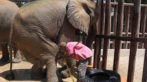 Foreign veterinarians visit ailing elephant in Pakistani zoo | WREG.com