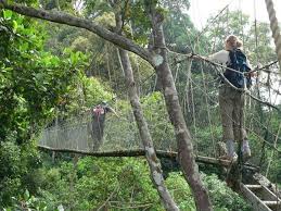 Canopy walkway @ taman negara. Canopy Walk Taman Negara Photo