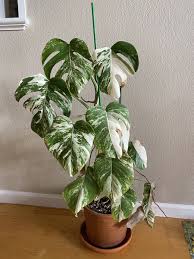 Image result for Selago albomarginata