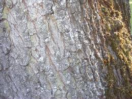 Über 7 millionen englischsprachige bücher. File Tree Bark Jpg Wikimedia Commons