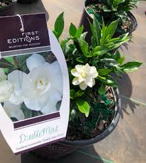 Image result for Gardenia 2012 MiTo