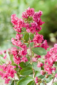 Image result for Lagerstroemia