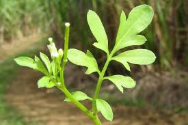 Image result for Cardamine maxima